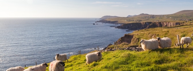 Beim Autofahren in Irland kann Ihnen das ein oder andere Schaf begegnen.