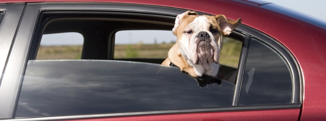 "Der Hund hat meine Hausaufgaben gefressen!" - solche und ähnliche Ausreden helfen auch kaum, wenn Sie den Bußgeldbescheid verloren haben.