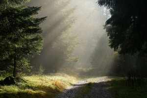 In aller Regel dürfen reine Wald- und Forstwege nicht befahren werden.