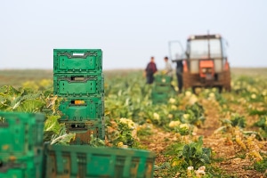 Die Führerscheinklassen L und T beziehen sich unter anderem auf die Landwirtschaft.