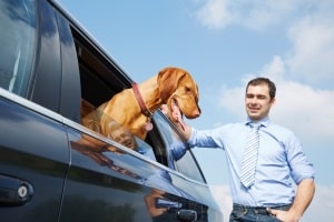 Es stellt sich die Frage: Was sagt, wenn ich die einen Hund im Auto bei Hitze sehe, die Rechtslage?