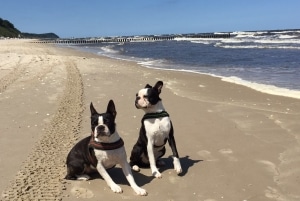 Auch für die längere Reise, etwa in den Urlaub, gilt: Den Hund im Auto zu sichern ist Pflicht.