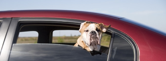 Ein Hund muss im Auto immer gesichert werden.
