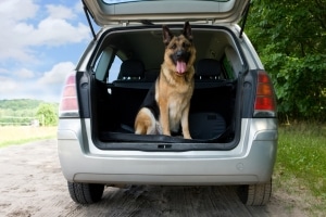 Einen großen Hund im Kofferraum zu transportieren ist möglich.