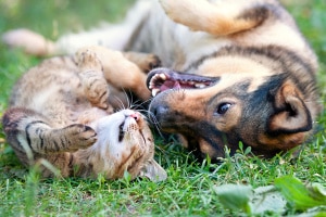 Wurde ein Hund oder eine Katze überfahren, liegt keine Fahrerflucht vor. Ein Recht auf eine Entschädigung hat der Halter ebenfalls nicht.