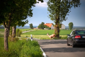 Auf der Landstraße außerorts herrschen viele Gefahren wie z.B. Wildwechsel.