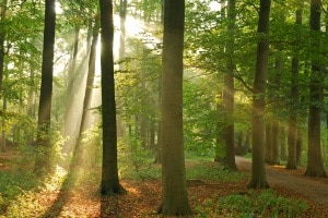 Auch im Bundesnaturschutzgesetz wird für einen Verstoß gegen den Natur- und Umweltschutz ein Bußgeld festgelegt
