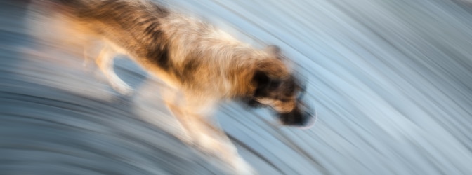 Mitunter besagt die StVO in Paragraph 28, dass Tiere nicht ohne Begleitung auf die Straße dürfen, da sie sonst den Verkehr gefährden können.