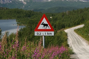 Dieses Schild warnt gemäß der StVO in Schweden vor Elchen im Straßenverkehr.