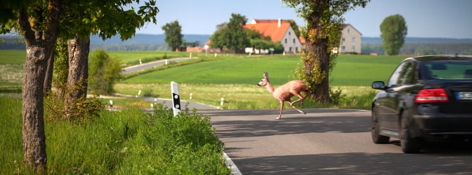 Gefährlich für Autofahrer und Wild: Der Wechsel von einer Straßenseite auf die andere endet für Tiere nicht selten tödlich.