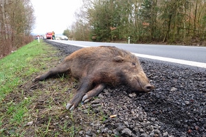 Bei einem Wildunfall kann juristisch keine Fahrerflucht begangen werden