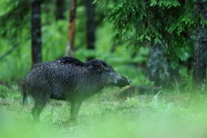 Wie sollten Sie sich bei Wildwechsel verhalten?